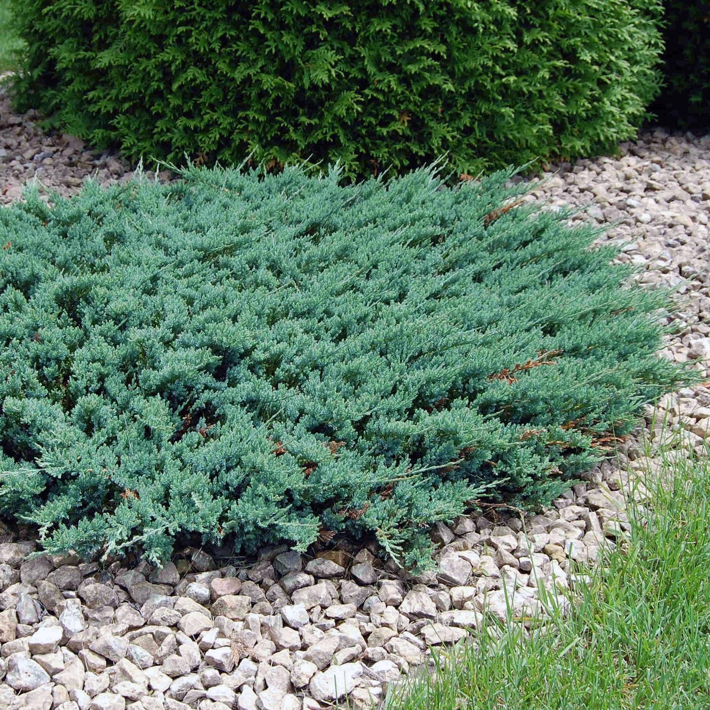 Juniperus Horizontalis 'blue Chip' - View 15 from www redcrocus com