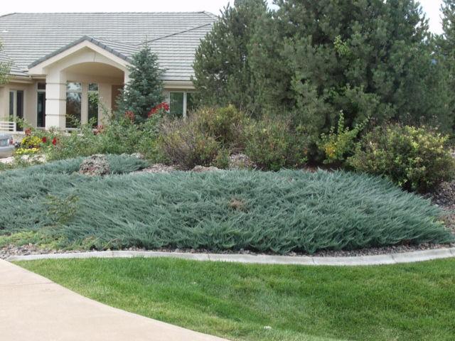 Juniperus Horizontalis 'blue Chip' - View 16 from www redcrocus com