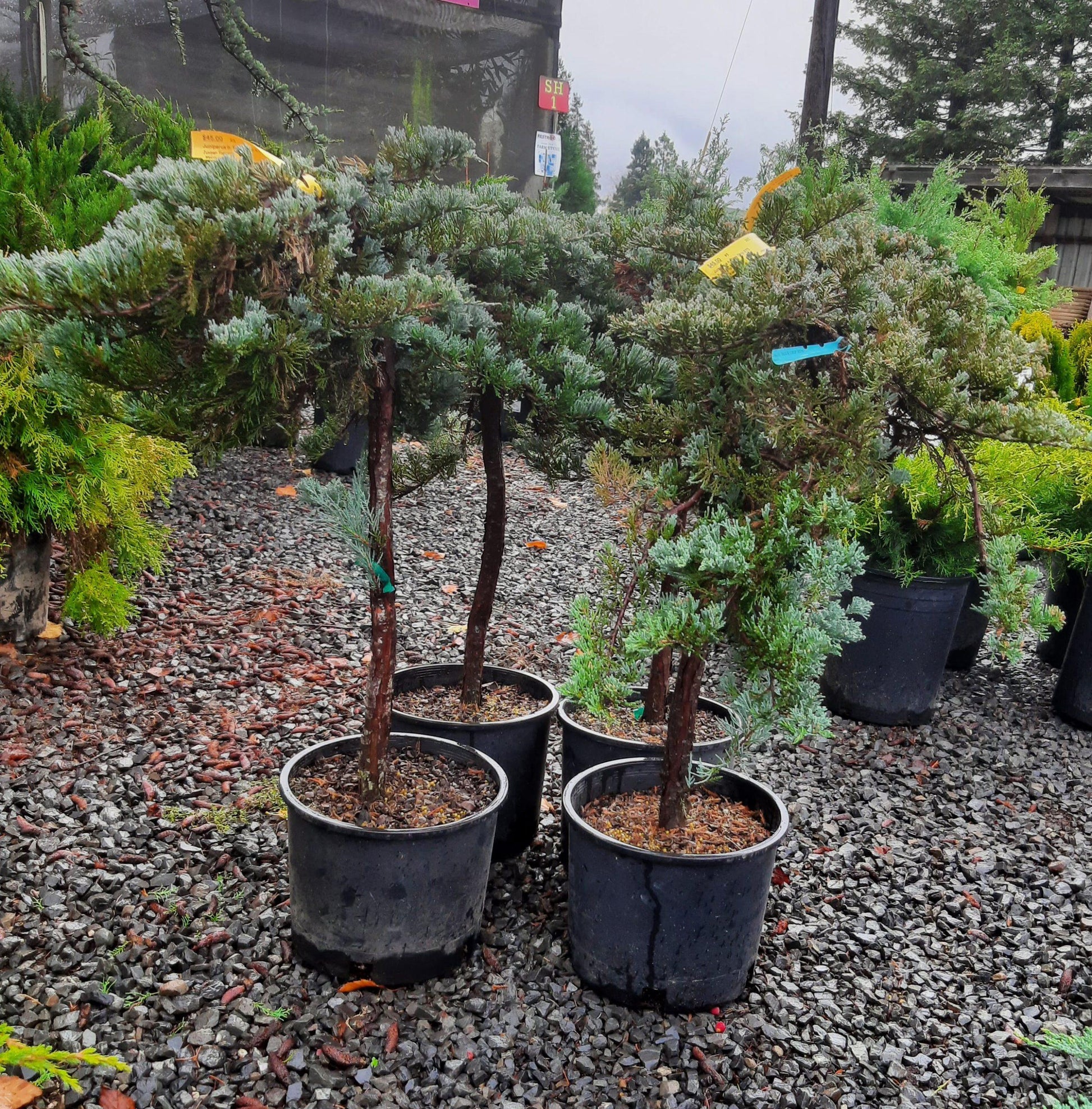 Juniperus Horizontalis 'blue Chip' - View 17 from www redcrocus com