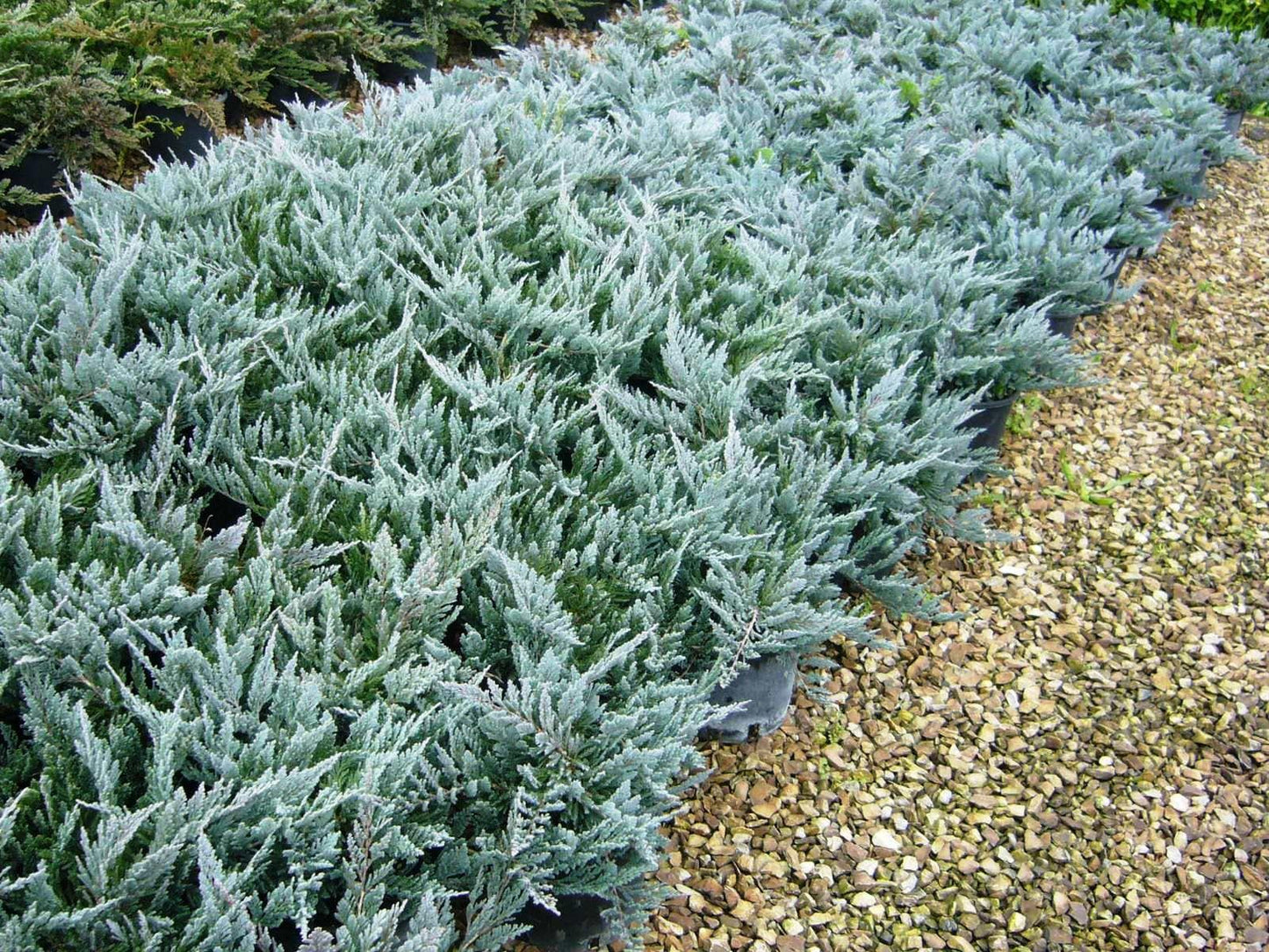 Juniperus Horizontalis 'blue Chip' - View 18 from www redcrocus com