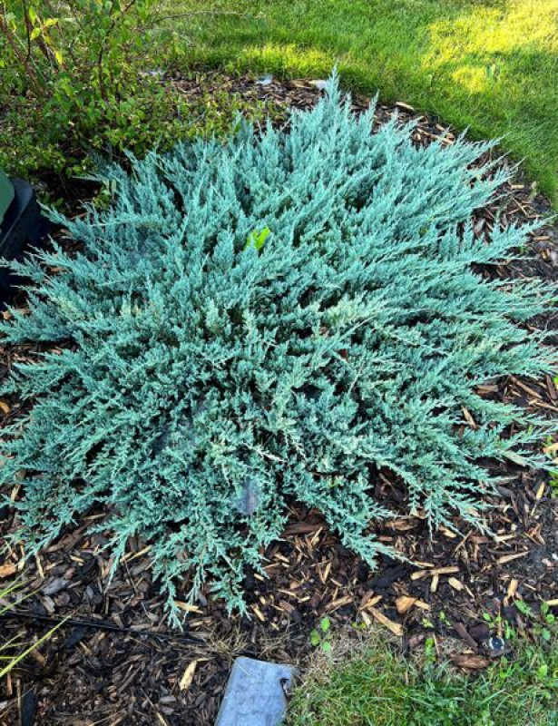 Juniperus Horizontalis 'blue Chip' - View 1 from www redcrocus com