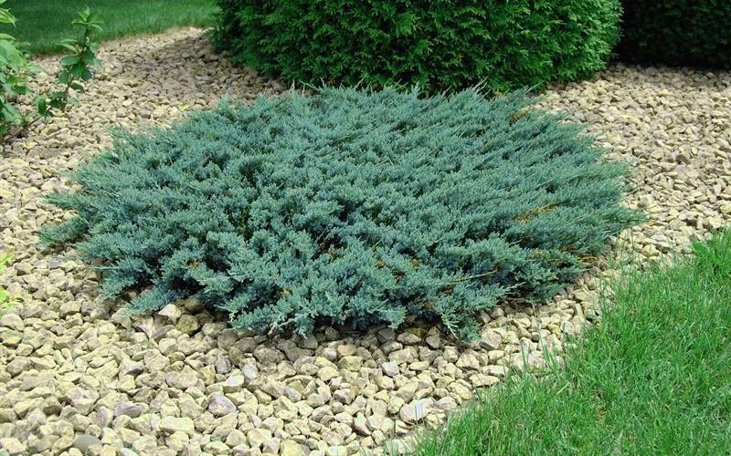 Juniperus Horizontalis 'blue Chip' - View 20 from www redcrocus com