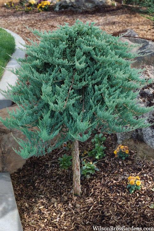 Juniperus Horizontalis 'blue Chip' - View 21 from www redcrocus com