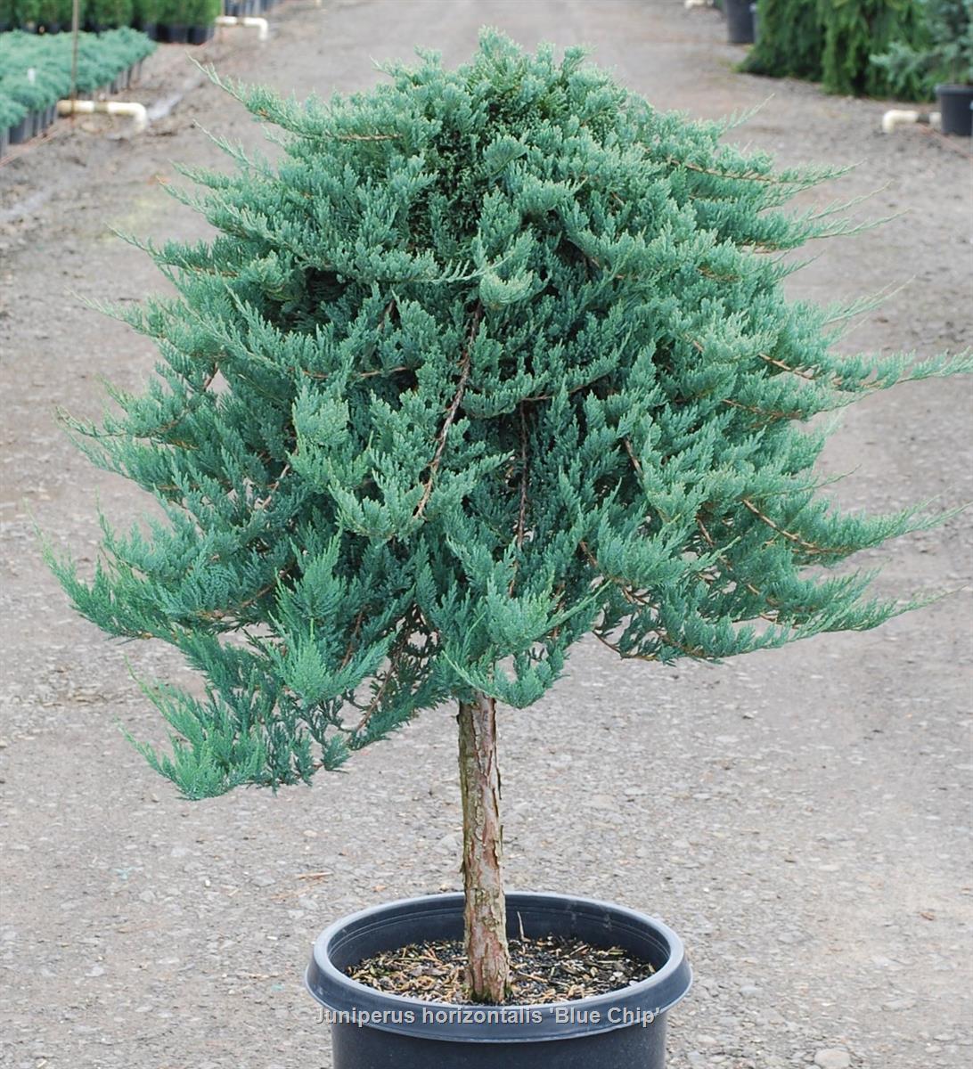 Juniperus Horizontalis 'blue Chip' - View 22 from www redcrocus com