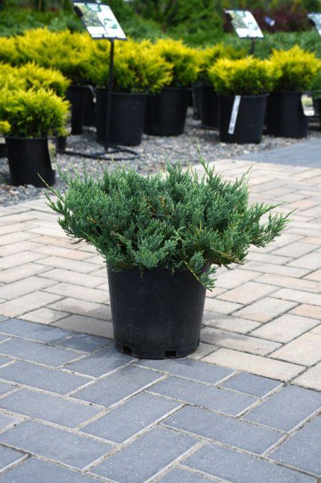 Juniperus Horizontalis 'blue Chip' - View 23 from www redcrocus com