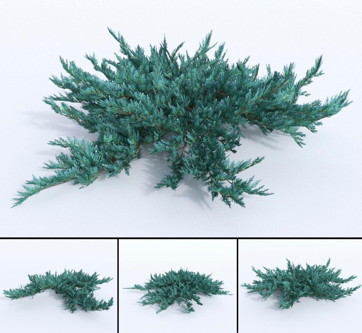 Juniperus Horizontalis 'blue Chip' - View 24 from www redcrocus com