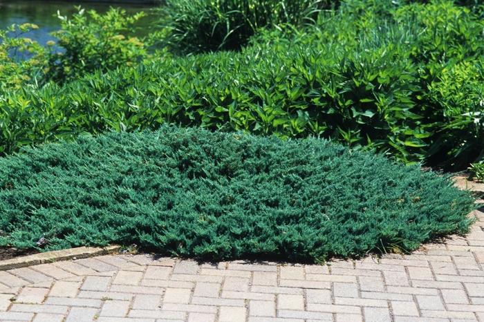 Juniperus Horizontalis 'blue Chip' - View 25 from www redcrocus com