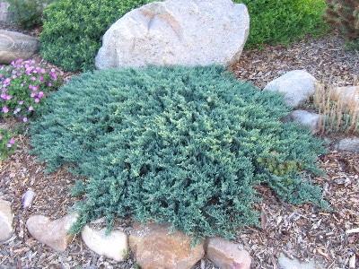 Juniperus Horizontalis 'blue Chip' - View 26 from www redcrocus com