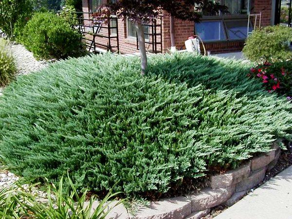 Juniperus Horizontalis 'blue Chip' - View 28 from www redcrocus com