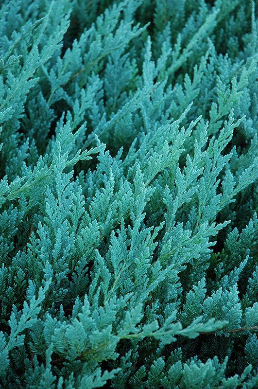 Juniperus Horizontalis 'blue Chip' - View 29 from www redcrocus com