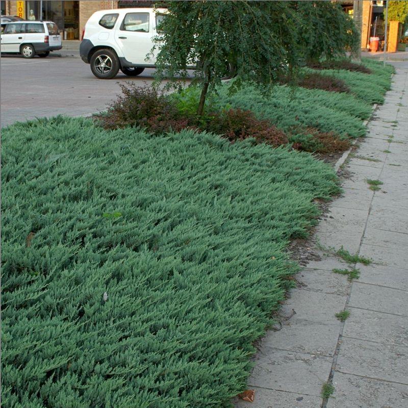 Juniperus Horizontalis 'blue Chip' - View 2 from www redcrocus com