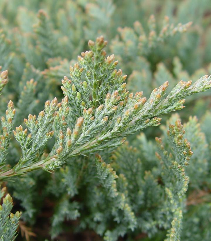Juniperus Horizontalis 'blue Chip' - View 30 from www redcrocus com