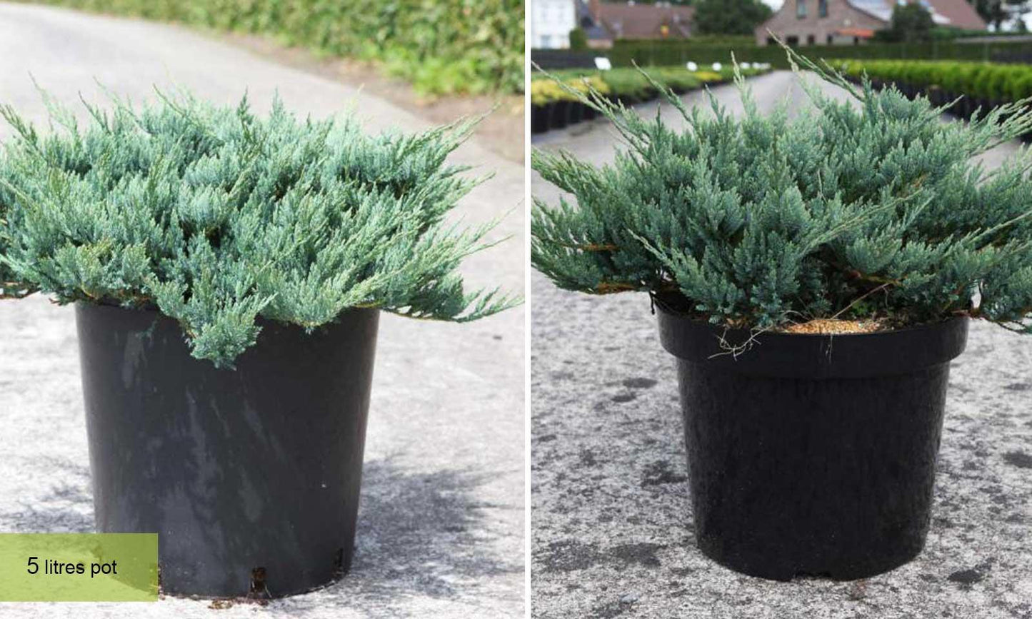 Juniperus Horizontalis 'blue Chip' - View 31 from www redcrocus com