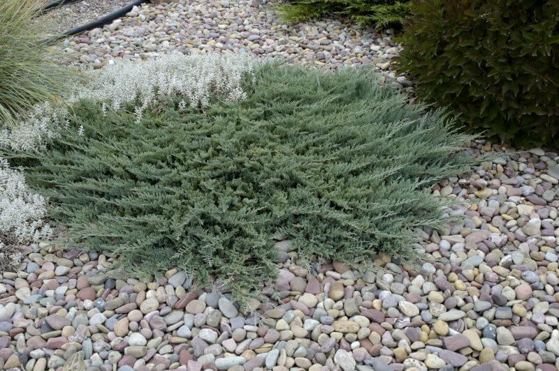 Juniperus Horizontalis 'blue Chip' - View 32 from www redcrocus com