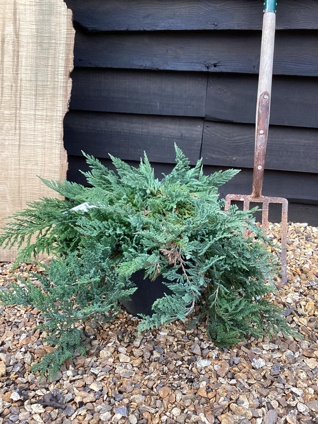 Juniperus Horizontalis 'blue Chip' - View 33 from www redcrocus com