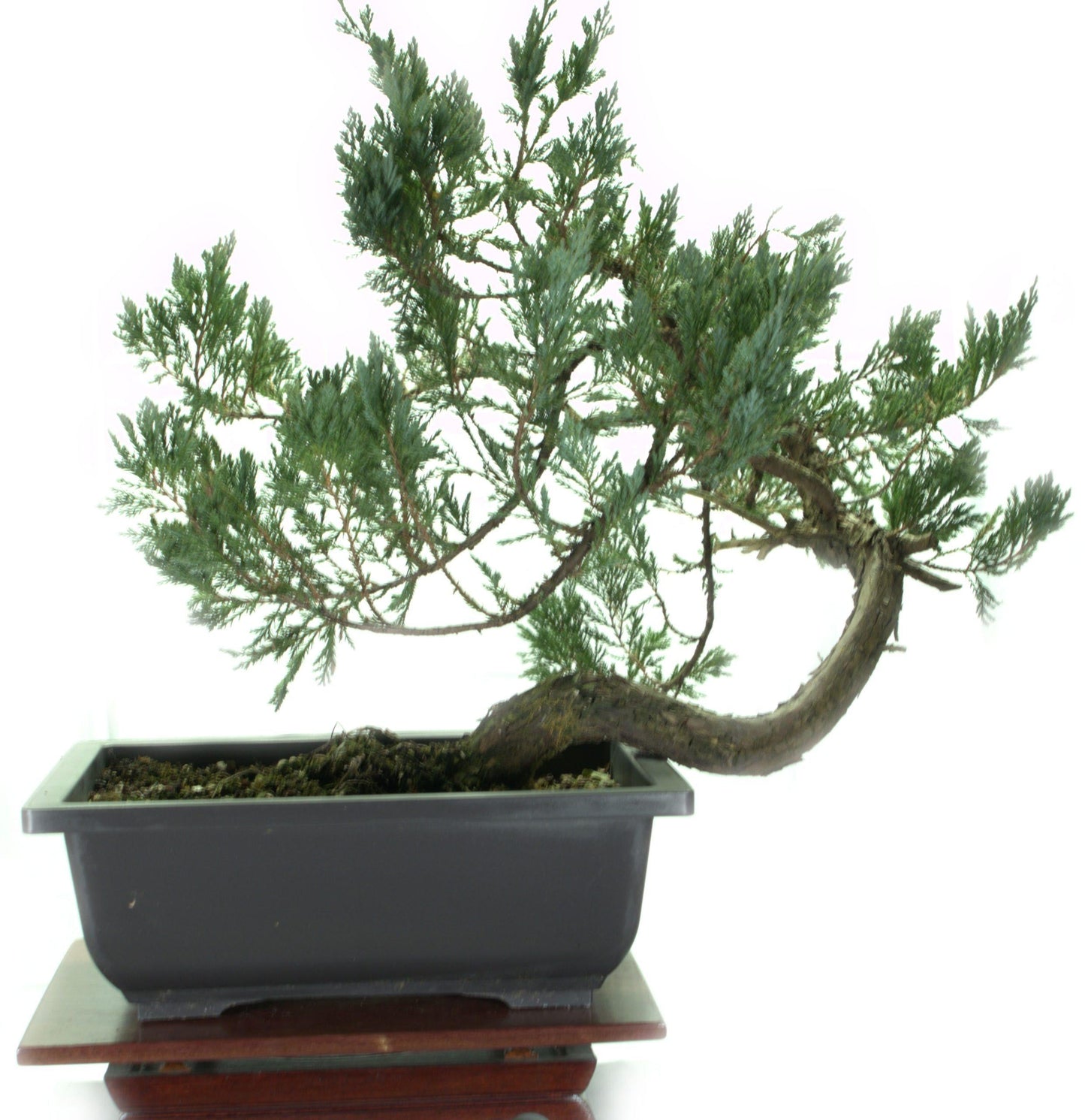 Juniperus Horizontalis 'blue Chip' - View 34 from www redcrocus com