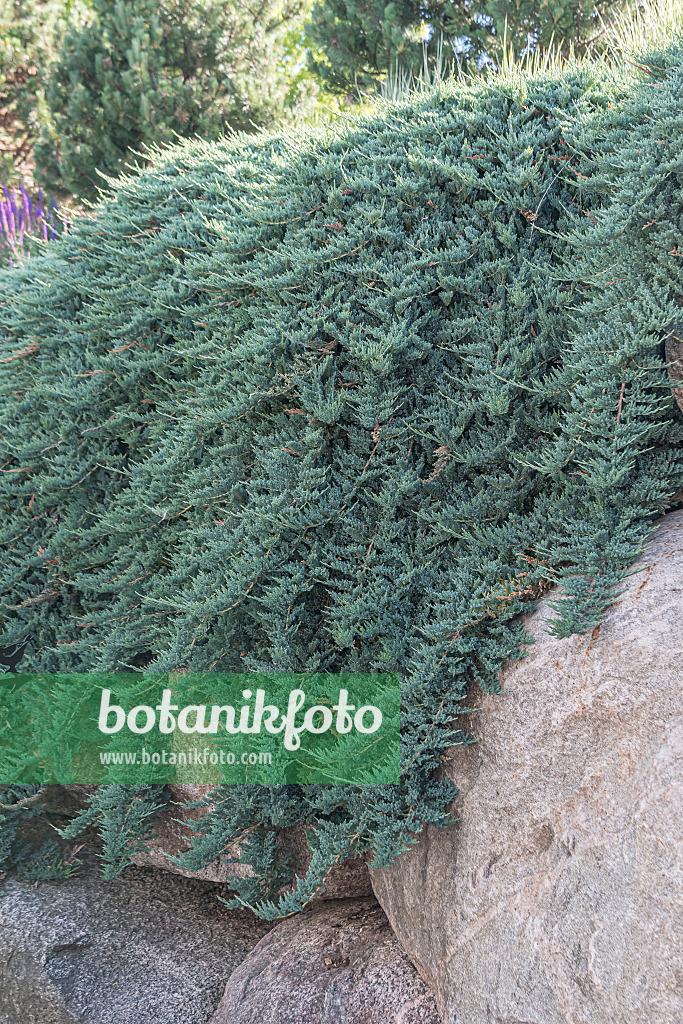 Juniperus Horizontalis 'blue Chip' - View 36 from www redcrocus com