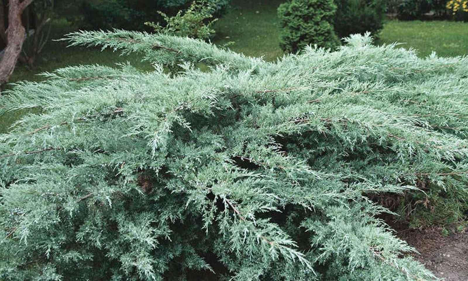 Juniperus Horizontalis 'blue Chip' - View 37 from www redcrocus com
