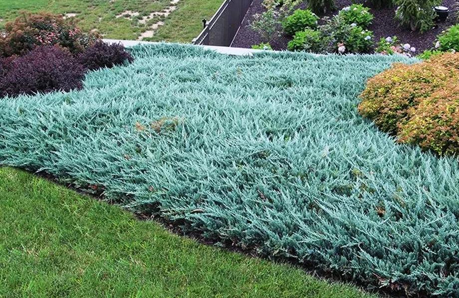 Juniperus Horizontalis 'blue Chip' - View 38 from www redcrocus com