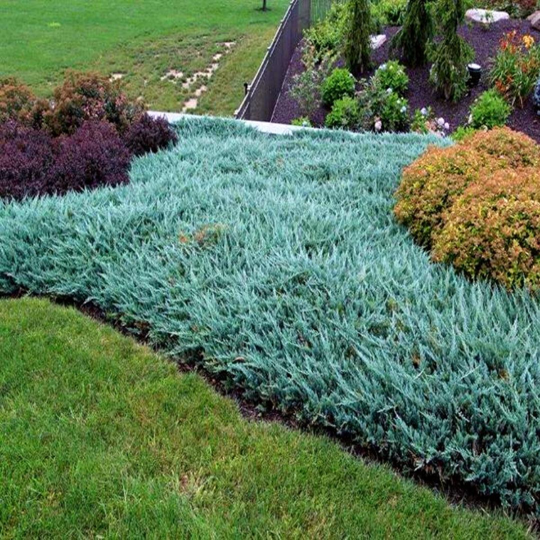 Juniperus Horizontalis 'blue Chip' - View 6 from www redcrocus com