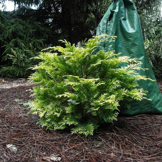 Chamaecyparis Obtusa Crippsii - View 11 from www redcrocus com
