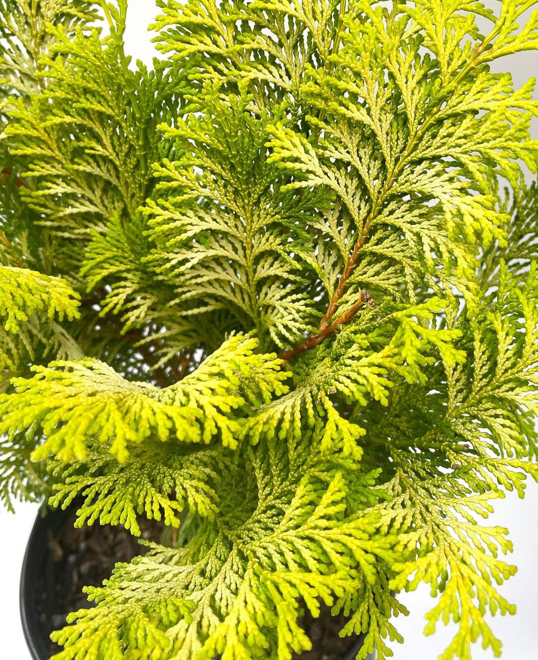 Chamaecyparis Obtusa Crippsii - View 18 from www redcrocus com