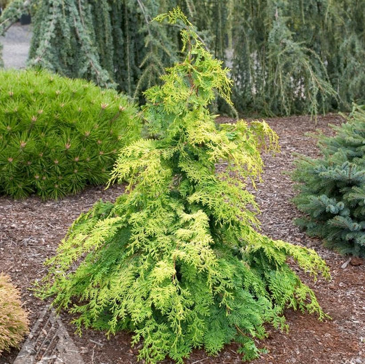 Chamaecyparis Obtusa Crippsii - View 1 from www redcrocus com