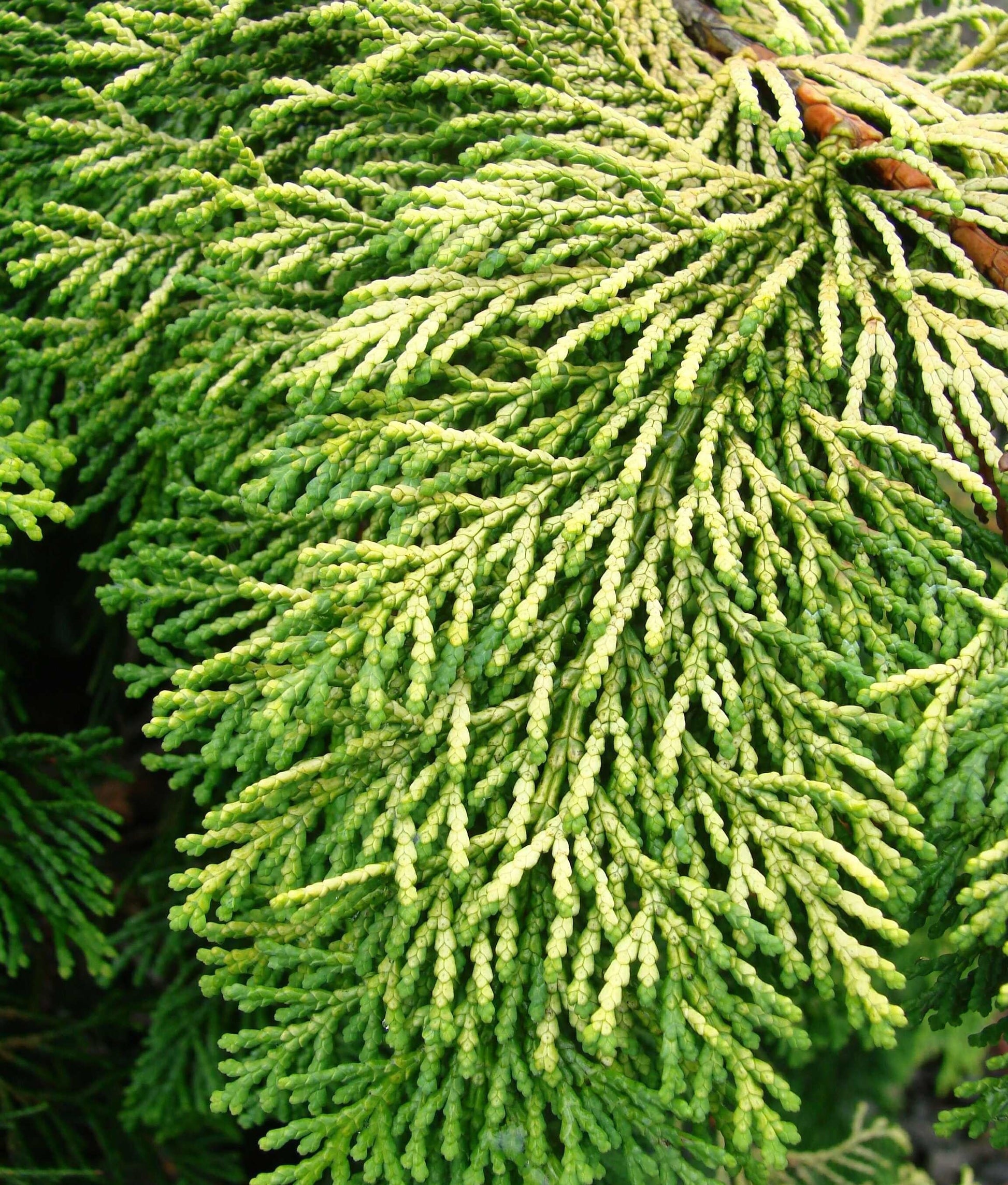Chamaecyparis Obtusa Crippsii - View 3 from www redcrocus com