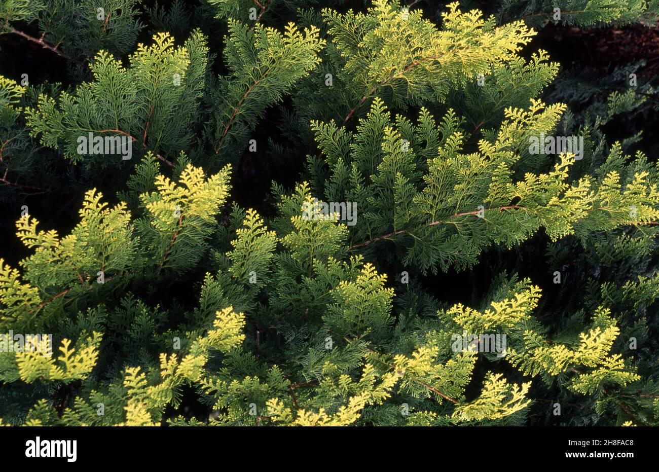 Chamaecyparis Obtusa Crippsii - View 7 from www redcrocus com