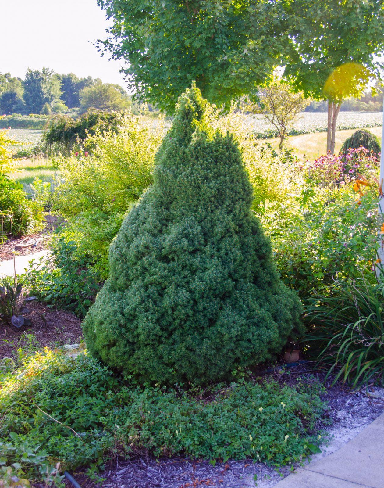Picea Glauca Conica 3 Pompom - View 17 from www redcrocus com