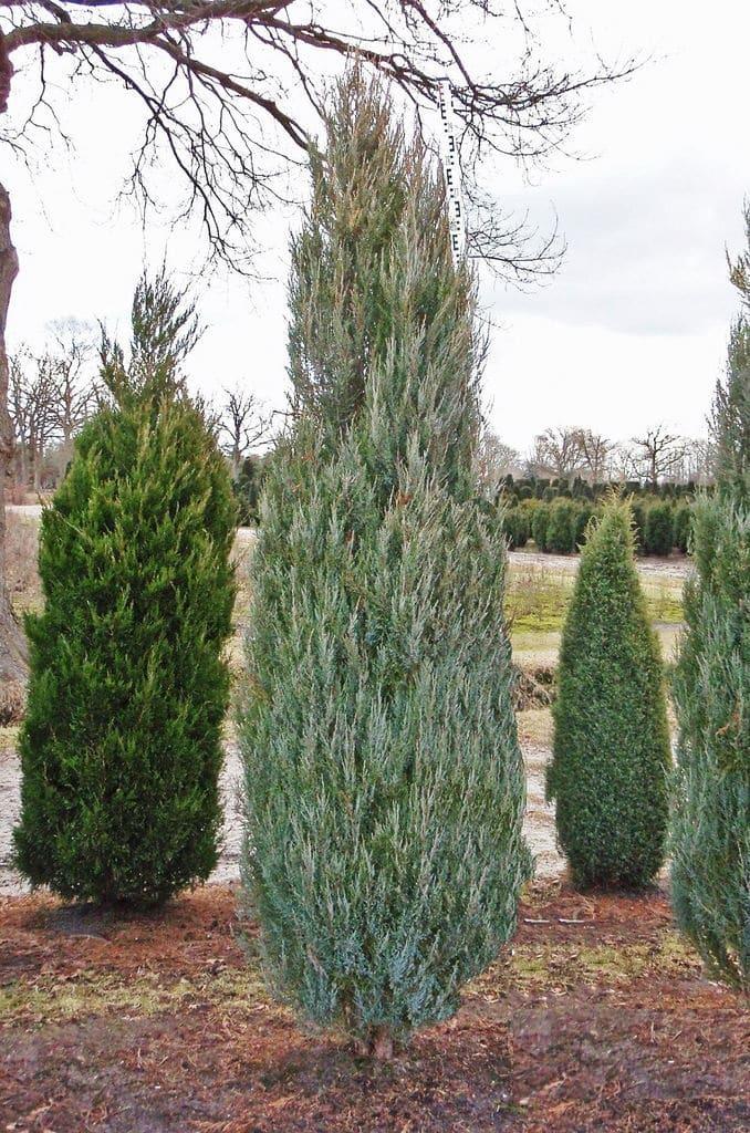 Juniperus Scopulorum Skyrocket - View 11 from www redcrocus com