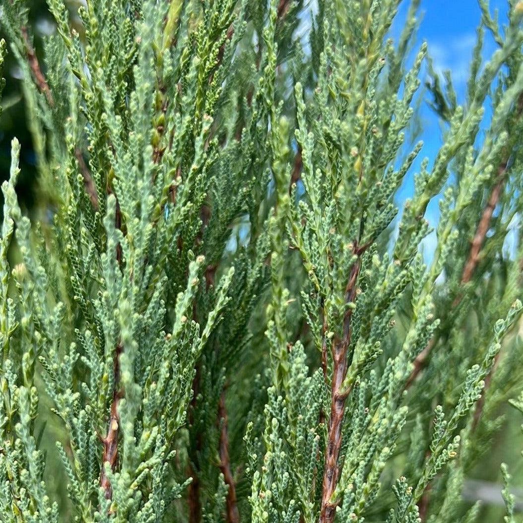 Juniperus Scopulorum Skyrocket - View 14 from www redcrocus com