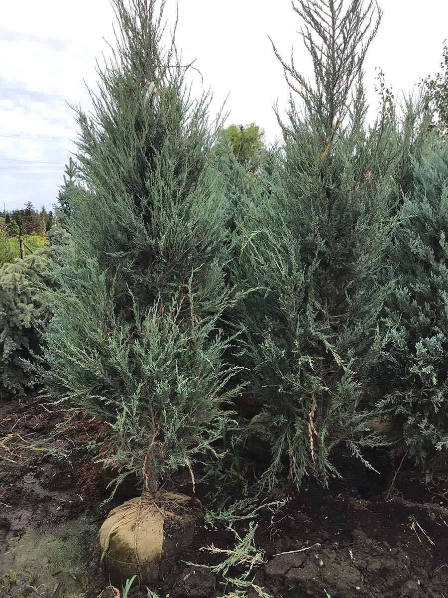 Juniperus Scopulorum Skyrocket - View 15 from www redcrocus com