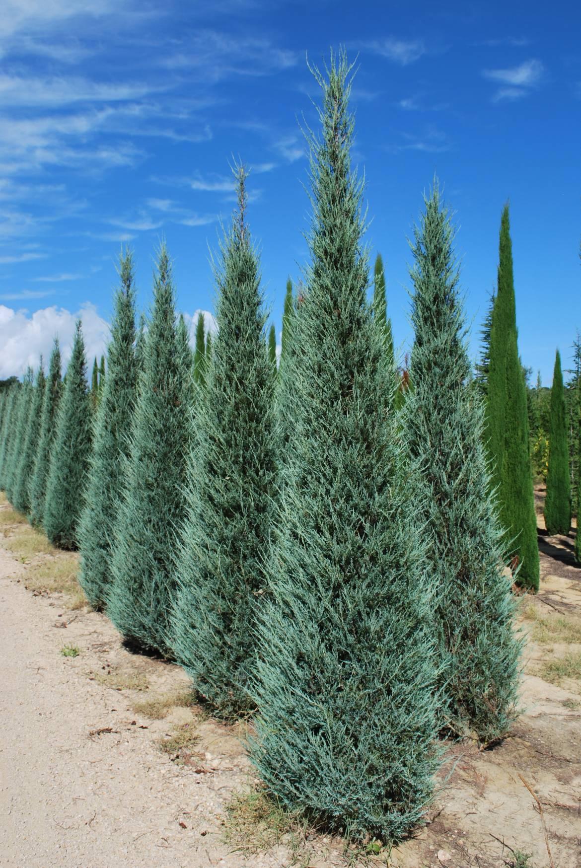 Juniperus Scopulorum Skyrocket - View 17 from www redcrocus com