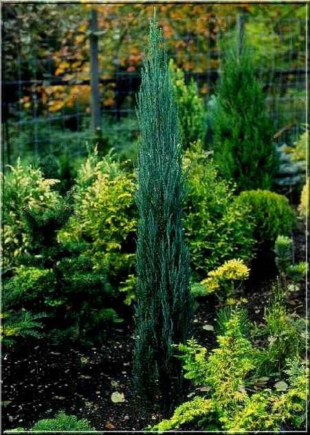 Juniperus Scopulorum Skyrocket - View 18 from www redcrocus com