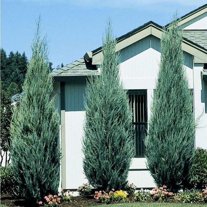 Juniperus Scopulorum Skyrocket - View 1 from www redcrocus com