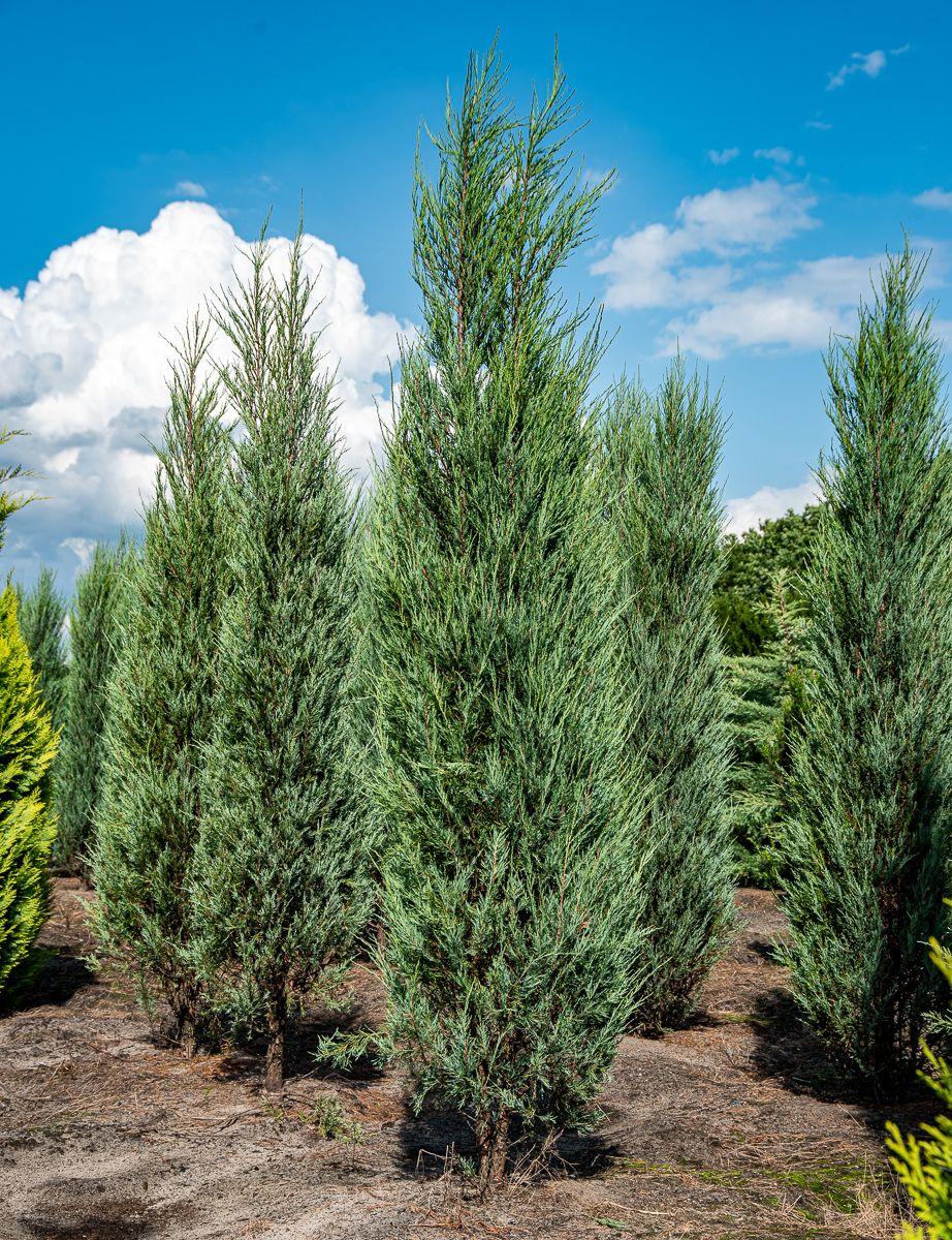 Juniperus Scopulorum Skyrocket - View 2 from www redcrocus com