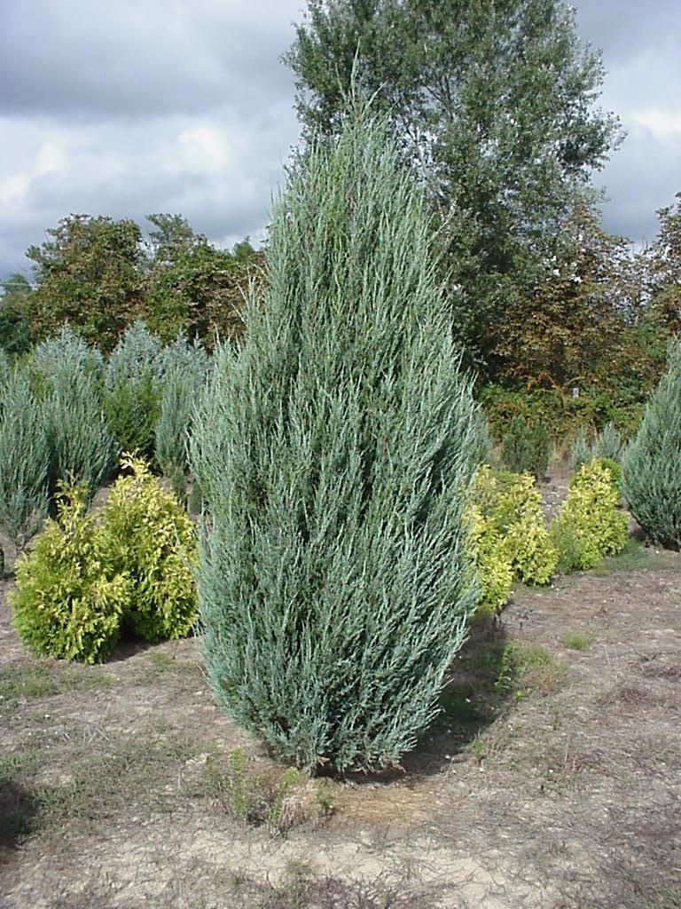 Juniperus Scopulorum Skyrocket - View 3 from www redcrocus com