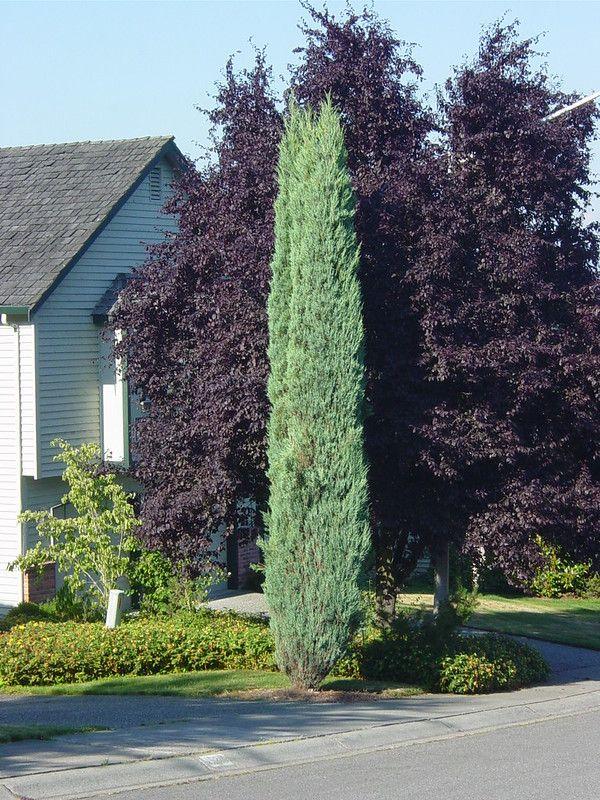 Juniperus Scopulorum Skyrocket - View 4 from www redcrocus com