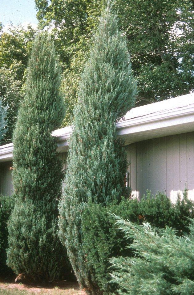 Juniperus Scopulorum Skyrocket - View 5 from www redcrocus com