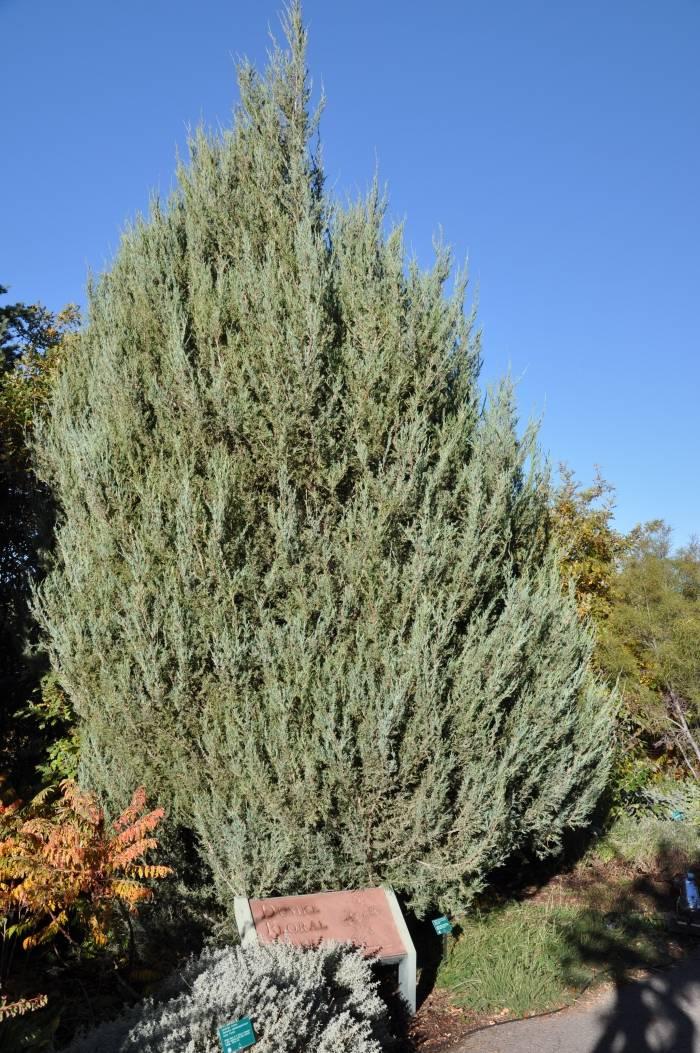 Juniperus Scopulorum Skyrocket - View 8 from www redcrocus com