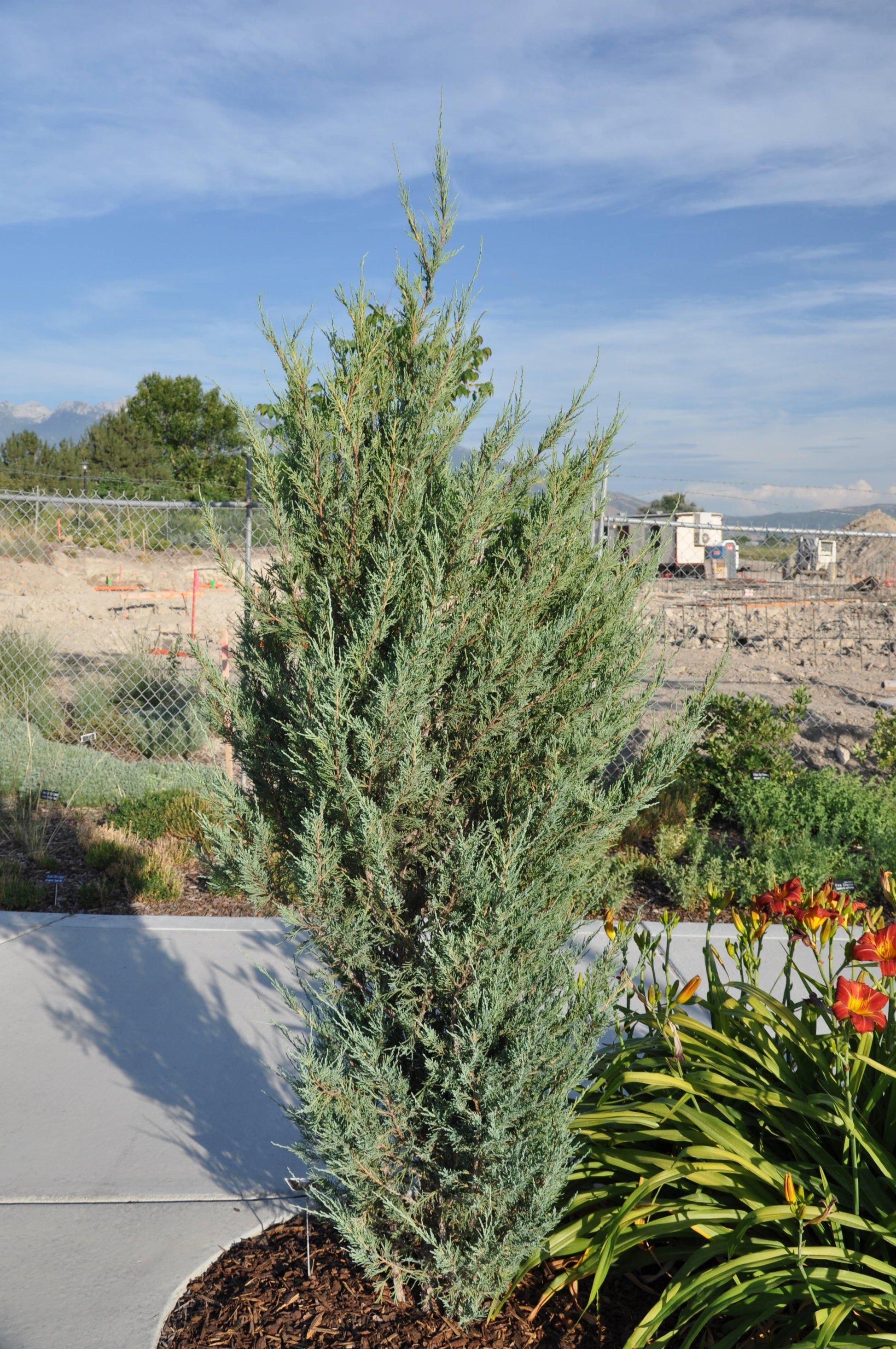 Juniperus Scopulorum Skyrocket - View 9 from www redcrocus com