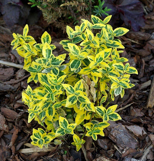 Euonymus Fortunei Emerald N Gold - View 1 from www redcrocus com