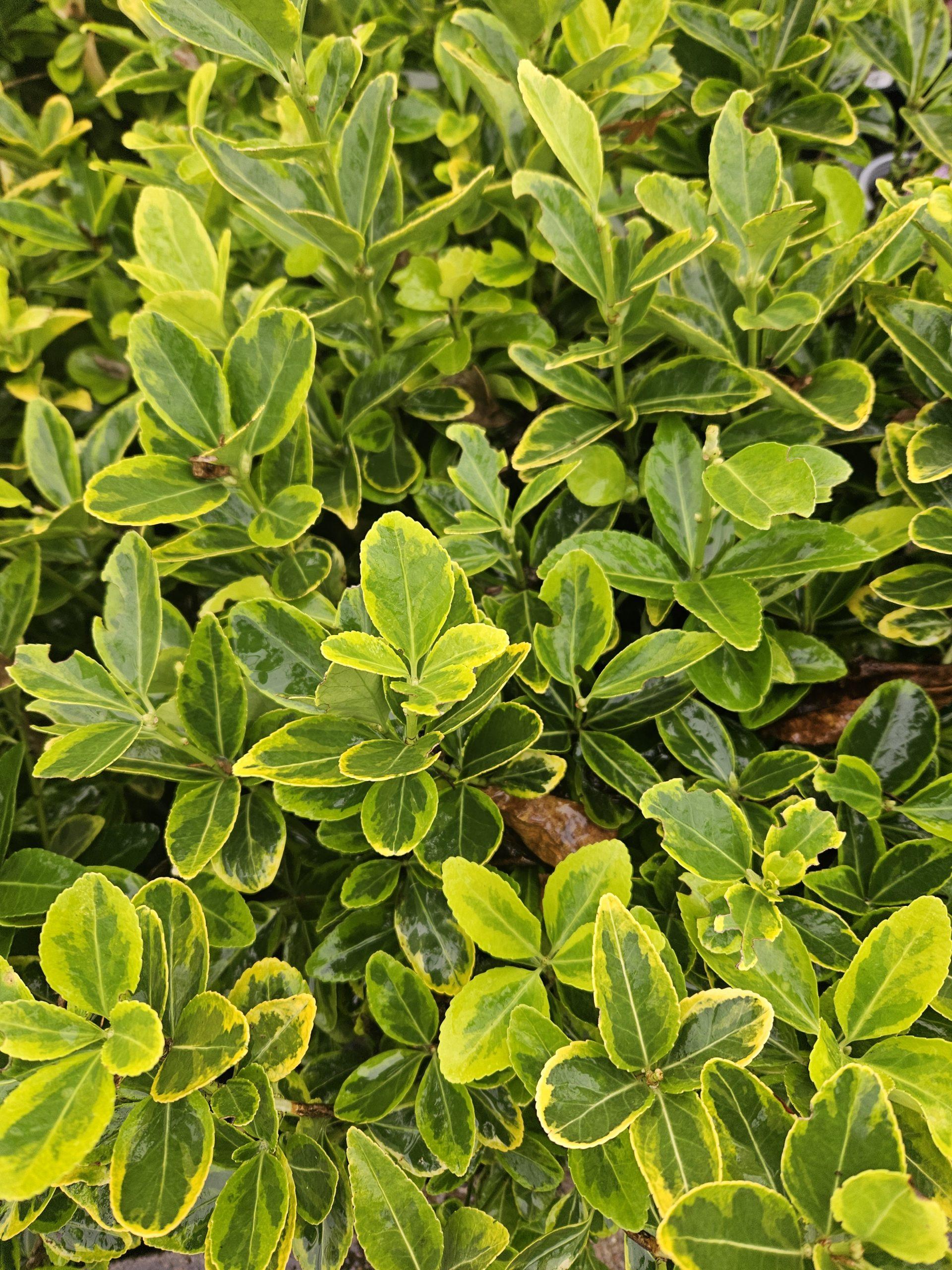 Euonymus Japonicus Aureomarginatus - View 15 from www redcrocus com