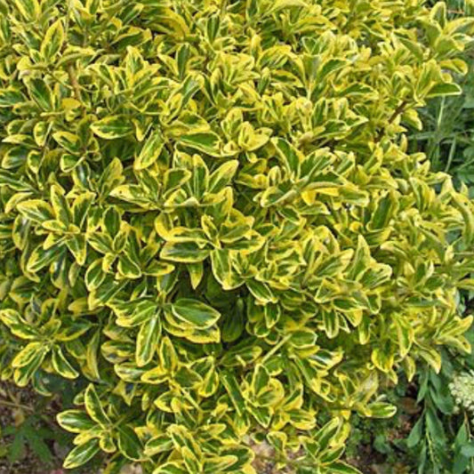 Euonymus Japonicus Aureomarginatus - View 1 from www redcrocus com