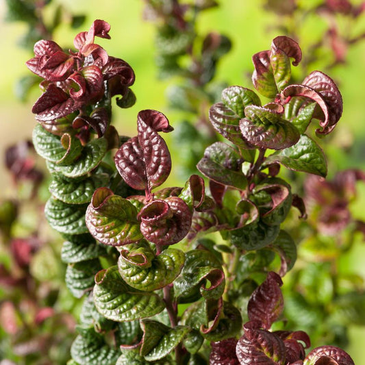 Leucothoe Axillaris - View 11 from www redcrocus com