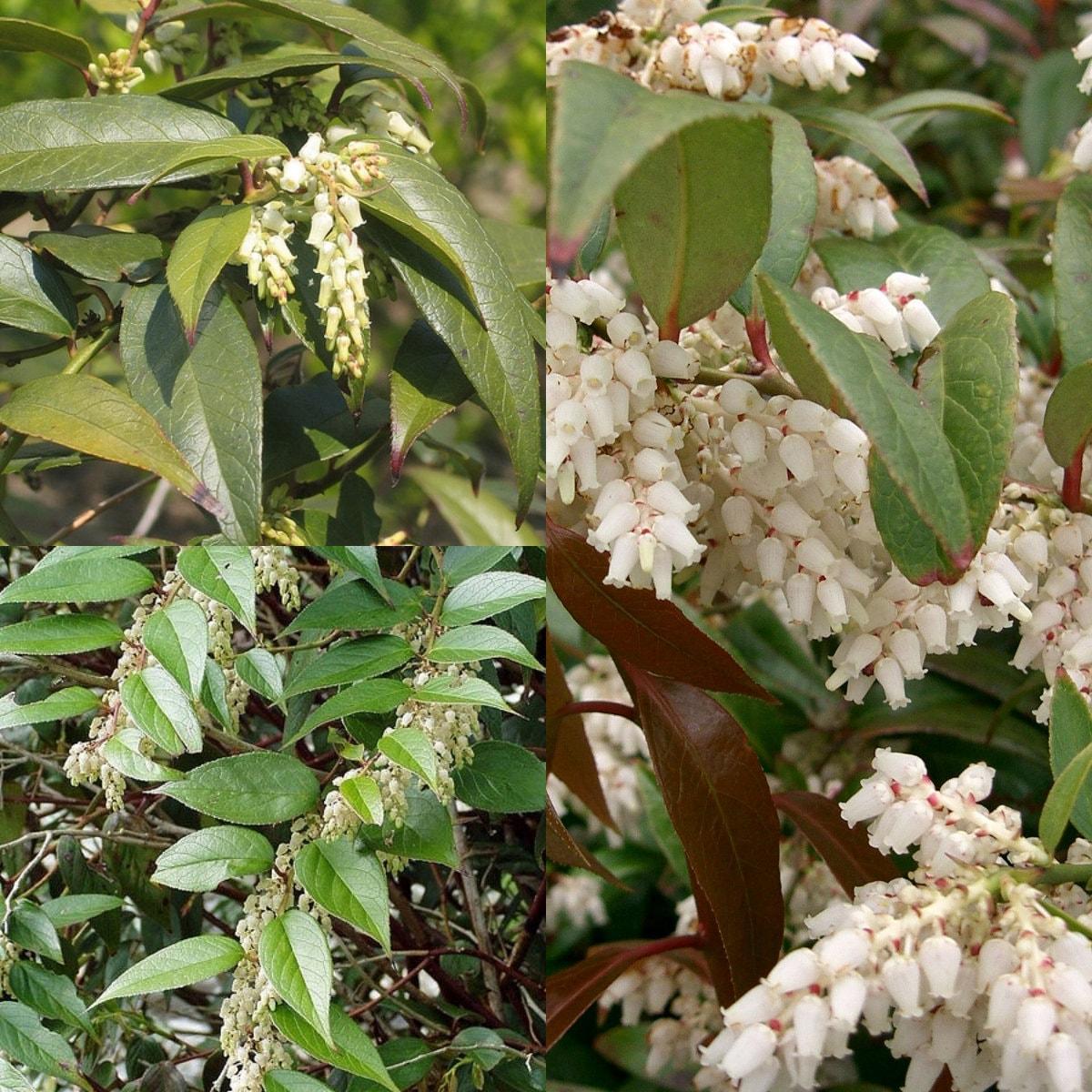 Leucothoe Axillaris - View 13 from www redcrocus com