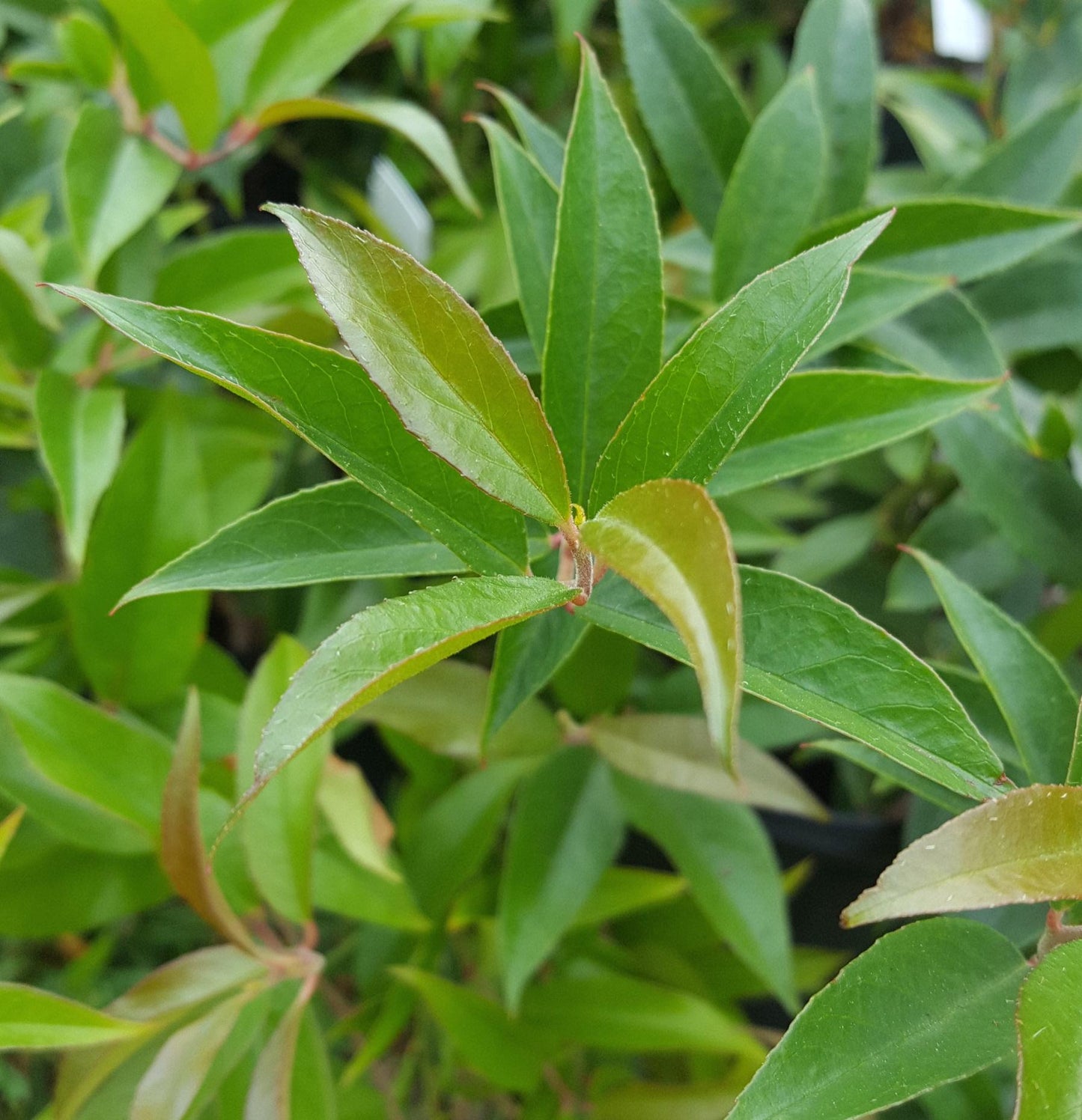 Leucothoe Axillaris - View 14 from www redcrocus com