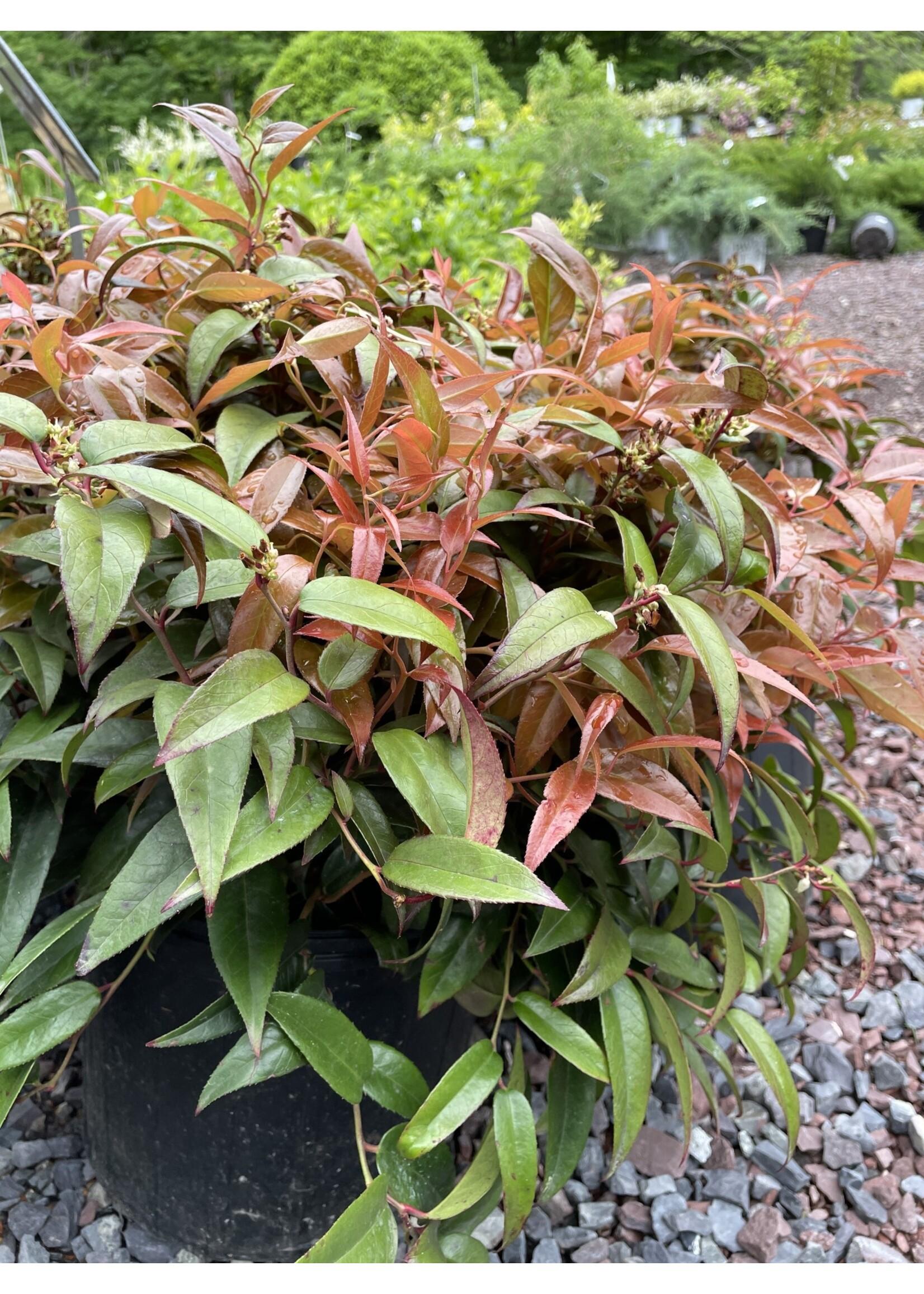 Leucothoe Axillaris - View 15 from www redcrocus com