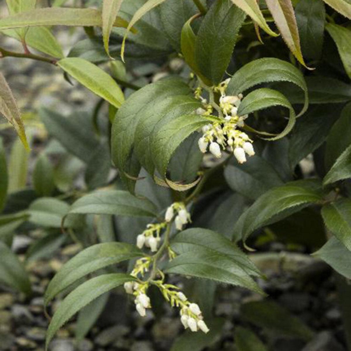 Leucothoe Axillaris - View 17 from www redcrocus com